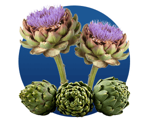 Finessa - Cynara Scolymus