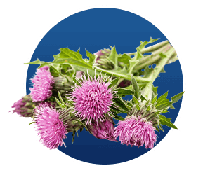 Finessa - Silymarin™